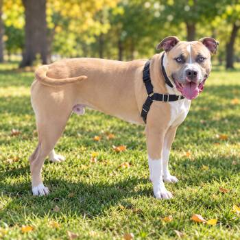 Pablo -  American Bully Dog for Adoption in Salamanca, New York - Pablo | PetCurious