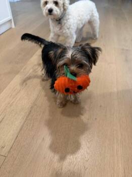 Rescue Yorkshire Terrier Dogs for Adoption in Wayne, New Jersey - Scrunchie | PetCurious