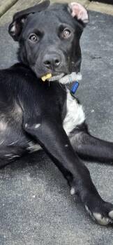 Rocky -  Spaniel Dog for Adoption in New York, New York - Rocky | PetCurious