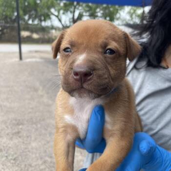 Pit Bull Terrier and Mixed Breed Dogs Available for Adoption in Edinburg, Texas - Mooky | PetCurious