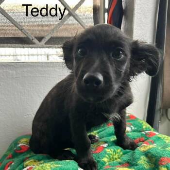 Spaniel and Chihuahua Dogs Available for Adoption in Carmel Hamlet, New York - Teddy | PetCurious
