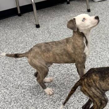 Mixed Breed Dogs Available for Adoption in Mustang, Oklahoma - Pidgeon | PetCurious