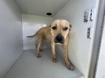 Pit Bull Terrier Dogs Available for Adoption in Houston, Texas - A656611 | PetCurious