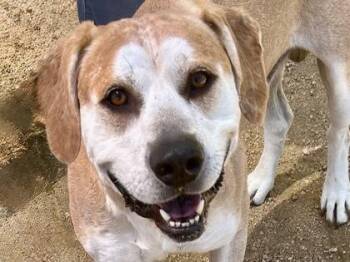 Rescue Mixed Breed Dogs for Adoption in Georgetown, Texas - Sonny | PetCurious