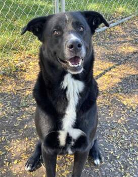 Rip -  Labrador Retriever and Shepherd Dog for Adoption in Anderson, Indiana - Rip | PetCurious
