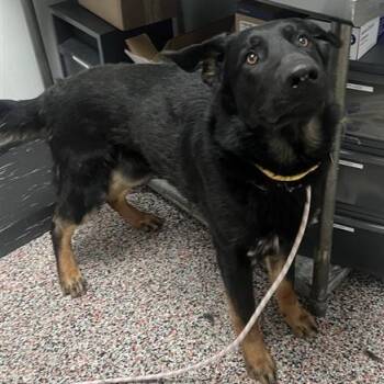 Mixed Breed and German Shepherd Dog Dogs Available for Adoption in Salt Lake City, Utah - Max | PetCurious