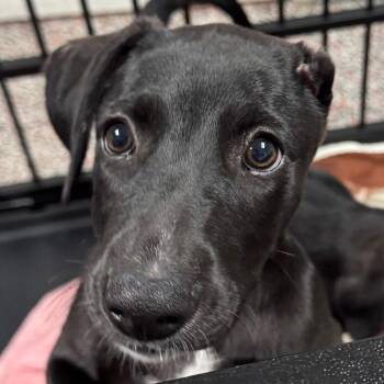 Vanna -  Mixed Breed and Black Labrador Retriever Dog for Adoption in Salt Lake City, Utah - Vanna | PetCurious