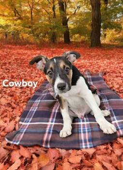 Rescue Rat Terrier and Jack Russell Terrier Dogs for Adoption in Eloise, Florida - Cowboy | PetCurious