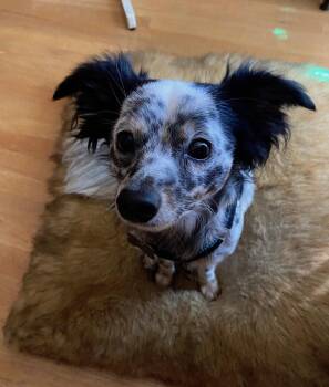 Petey -  Papillon and Australian Cattle Dog Blue Heeler Dog for Adoption in Davis, California - Petey | PetCurious