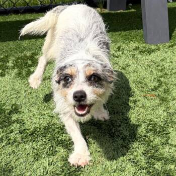 Mixed Breed Dogs Available for Adoption in Matteson, Illinois - Pepper | PetCurious