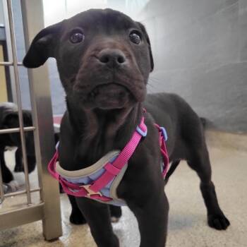 Mixed Breed Dogs Available for Adoption - Emerald | PetCurious