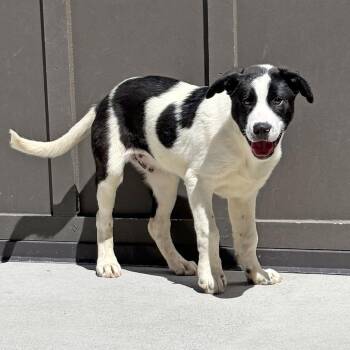 Basil -  Mixed Breed Dog for Adoption in Hailey, Idaho - Basil | PetCurious