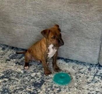 Rhett -  Pit Bull Terrier Dog for Adoption in Colorado Springs, Colorado - Rhett | PetCurious