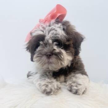 Cookies n cream -  Shih Poo Dog for Adoption in Wrightstown, New Jersey - Cookies N Cream | PetCurious