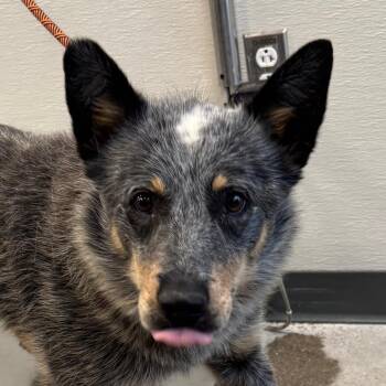 Yuma -  Mixed Breed Dog for Adoption in Las Cruces, New Mexico - Yuma | PetCurious