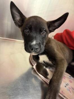 Licorice -  Mixed Breed Dog for Adoption in Kansas City, Missouri - Licorice | PetCurious