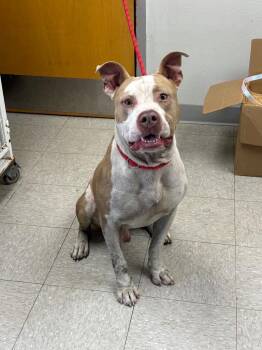 Monte Cristo -  Pit Bull Terrier Dog for Adoption in Sorrento, Louisiana - Monte Cristo | PetCurious