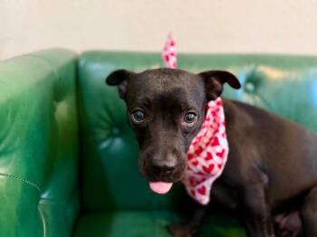 Minnie Winnie -  Chihuahua Dog for Adoption in Friendswood, Texas - Minnie Winnie | PetCurious