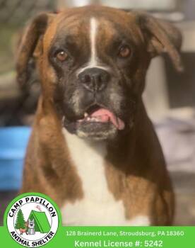 Boxer Dogs Available for Adoption in Stroudsburg, Pennsylvania - Anita | PetCurious