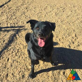 Black Labrador Retriever and Mixed Breed Dogs Available for Adoption - Odin | PetCurious