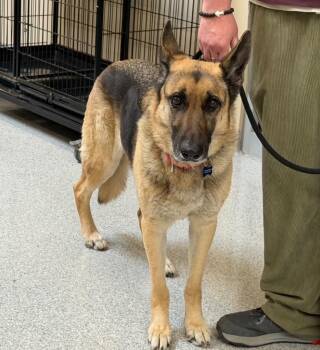 German Shepherd Dog Dogs Available for Adoption in Columbia, Illinois - Harley | PetCurious