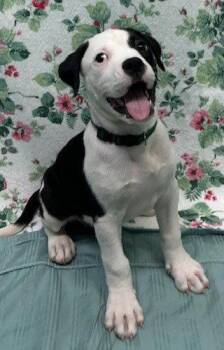 261317  Boov -  American Bulldog Dog for Adoption in Wetumpka, Alabama - 261317  Boov | PetCurious