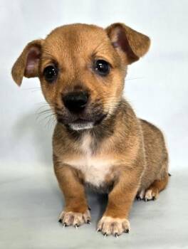 Tide -  Cardigan Welsh Corgi and Mixed Breed Dog for Adoption in Morton Grove, Illinois - Tide | PetCurious