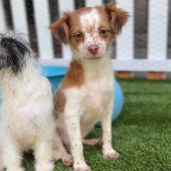 Terrier Dogs Available for Adoption - Gus A2258003 | PetCurious