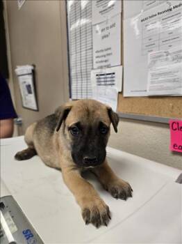 Rescue German Shepherd Dog and Siberian Husky Dogs for Adoption in Conroe, Texas - A421000 | PetCurious