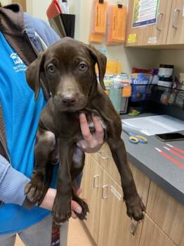 Rescue Labrador Retriever Dogs for Adoption in Kennewick, Washington - Swiss Miss | PetCurious