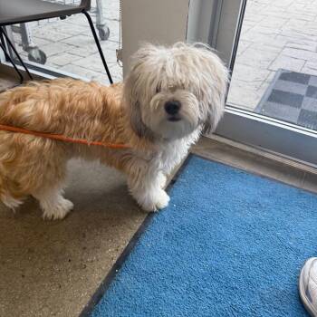 YORK-Stray-16513 -  Shih Tzu and Mixed Breed Dog for Adoption in York, Pennsylvania - YORK-Stray-16513 | PetCurious