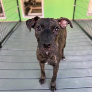 Winifred Sanderson -  Mixed Breed Dog for Adoption in Bradenton, Florida - Winifred Sanderson | PetCurious