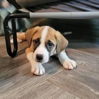 Shepherd and Boxer Dogs Available for Adoption in Austin, Texas - Capri SH | PetCurious