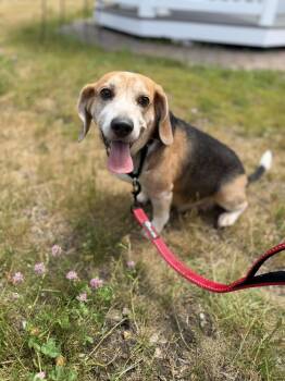 Bruno -  Beagle Dog for Adoption in New Rochelle, New York - Bruno | PetCurious
