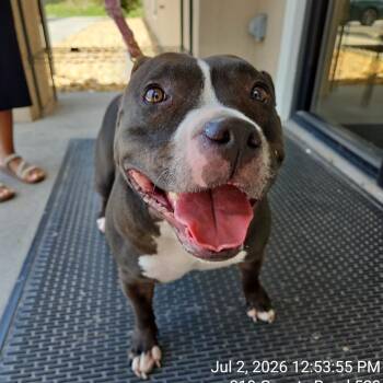 Dumplin -  Pit Bull Terrier Dog for Adoption in Lake Panasoffkee, Florida - Dumplin | PetCurious
