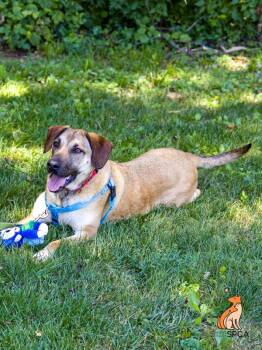 Hail -  German Shepherd Dog Dog for Adoption in Roanoke, Virginia - Hail | PetCurious