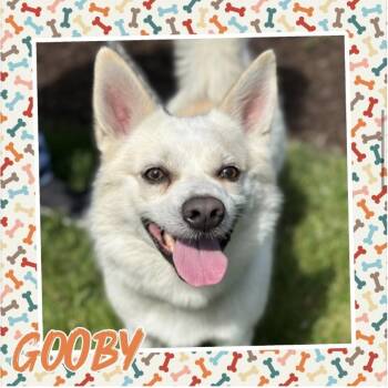 Gooby -  Pomeranian and American Eskimo Dog Dog Available for Adoption in Normal, Illinois - Gooby | PetCurious