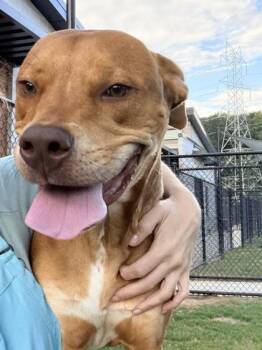 Meow -  Mixed Breed Dog for Adoption in Atlanta, Georgia - Meow | PetCurious