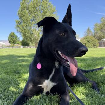 Smokey -  Labrador Retriever and German Shepherd Dog Dog for Adoption in Incline Village, Nevada - Smokey | PetCurious