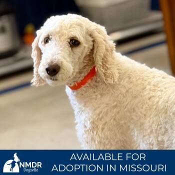 Delaney - Missouri JY26-35 -  Poodle Dog for Adoption in Peyton, Colorado - Delaney - Missouri JY26-35 | PetCurious