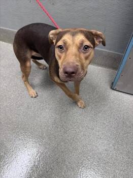 ESPRESSO BEAN -  Rhodesian Ridgeback Dog for Adoption in Las Vegas, Nevada - ESPRESSO BEAN | PetCurious