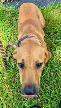 Honey -  Labrador Retriever Dog for Adoption in Forsyth, Georgia - Honey | PetCurious