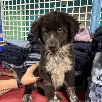 4392 -  Australian Shepherd and Newfoundland Dog Dog for Adoption - 4392 | PetCurious