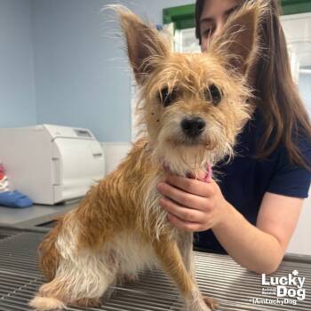 Rescue Cairn Terrier Dogs for Adoption in Washington, District Of Columbia - Flo | PetCurious