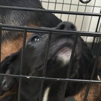 Hound Dogs Available for Adoption - Nick | PetCurious