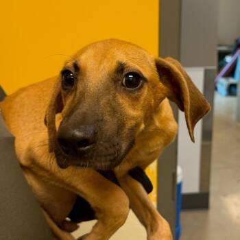 Radish -  Coonhound Dog for Adoption in Norman, Oklahoma - Radish | PetCurious