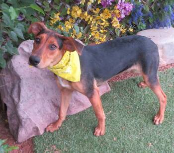 CLOVER -  Doberman Pinscher and Mixed Breed Dog for Adoption in Oklahoma City, Oklahoma - CLOVER | PetCurious