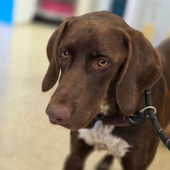 Rescue Hound and Pointer Dogs for Adoption in Huntsville, Alabama - Tucker | PetCurious