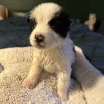 Yukon -  Mixed Breed Dog for Adoption in Tacoma, Washington - Yukon | PetCurious