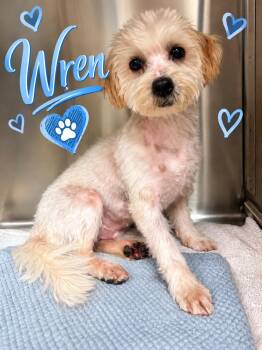 Wren -  Maltese and Poodle Dog for Adoption in San Diego, California - Wren | PetCurious